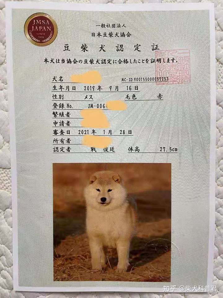 证书了,单用眼看是看不出来是不是豆柴的 柴犬将来是不是圆脸要看它的