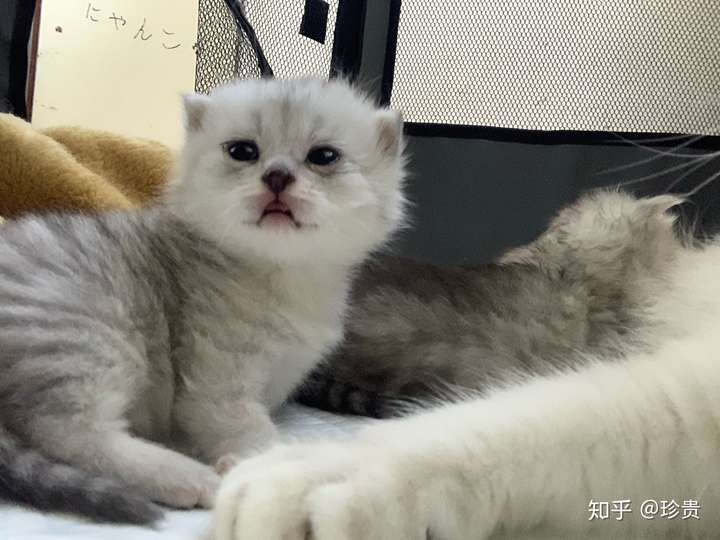 蓝猫和银渐层能配出什么样的小猫?