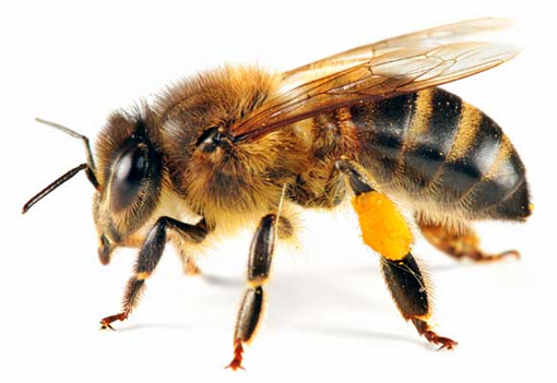 如何区分黄蜂,蜜蜂,马蜂,胡蜂……各种蜂?