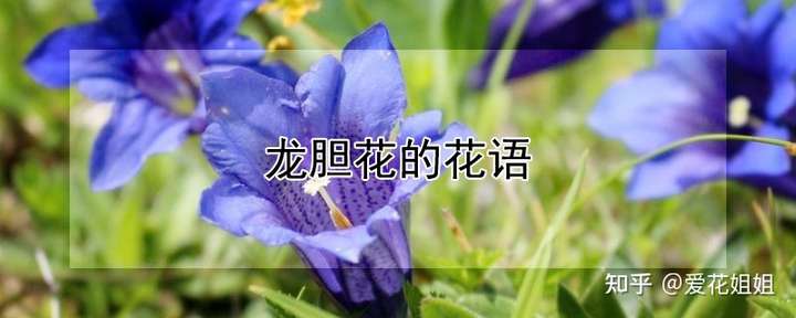 龙胆花的花语是什么