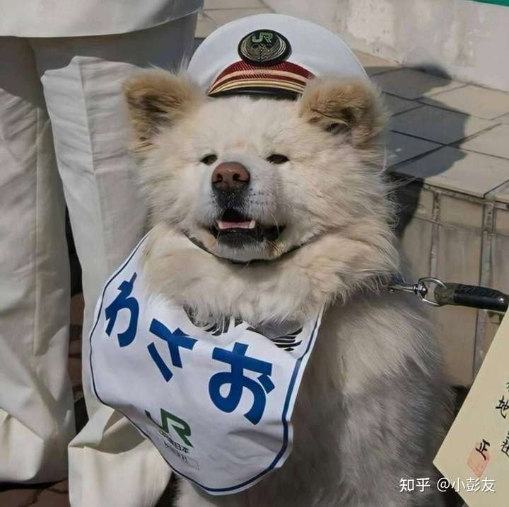 (,,,,`)有没有超可爱的动物头像/图片?