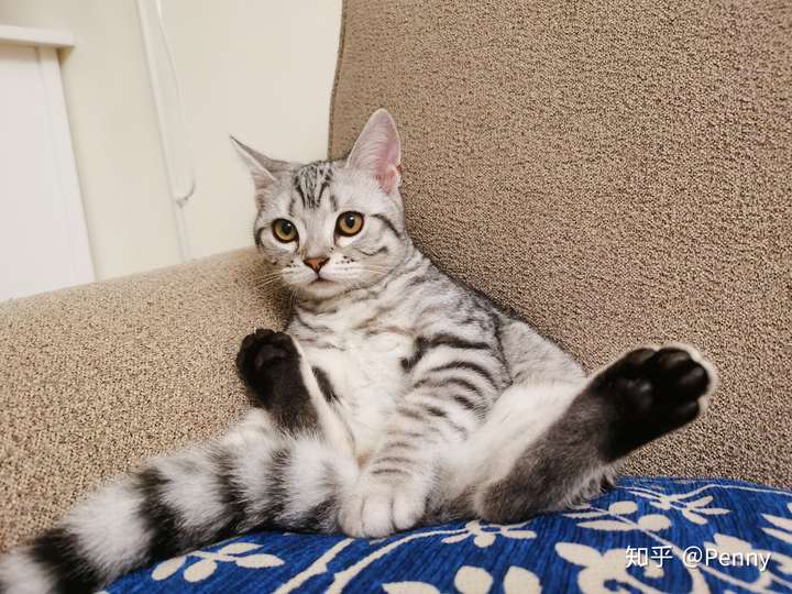 美短还是狸花猫呢?