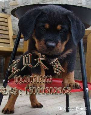 保定精品罗威纳犬小狗狗价格
