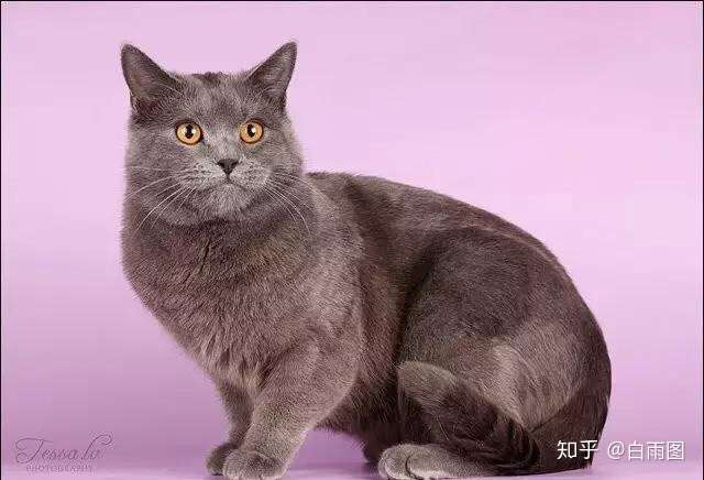 这是沙特尔蓝猫.