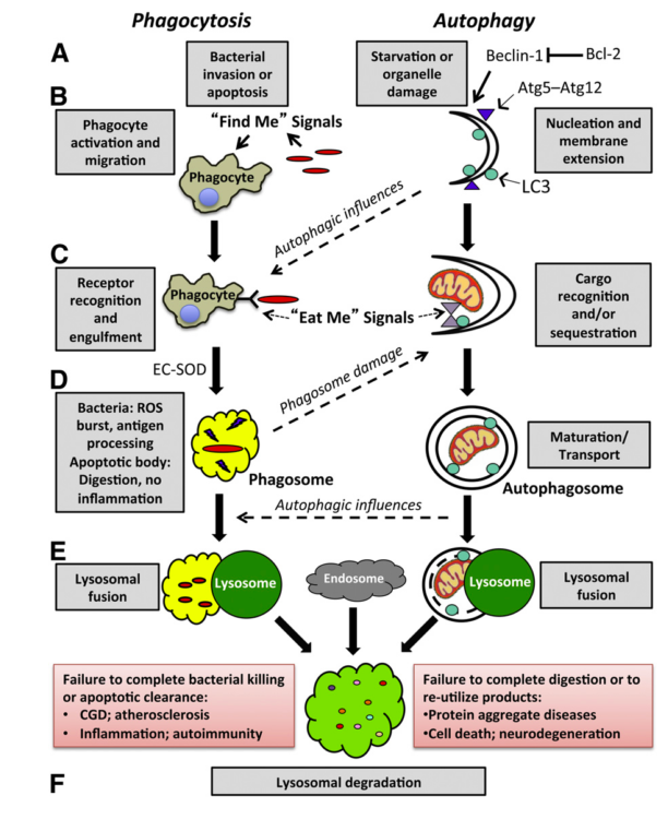 it"s a cell-eat-cell world: autophagy and phagocytosis.