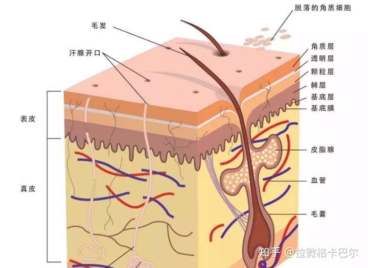 有哪些洗发水能够调节头皮的水油平衡