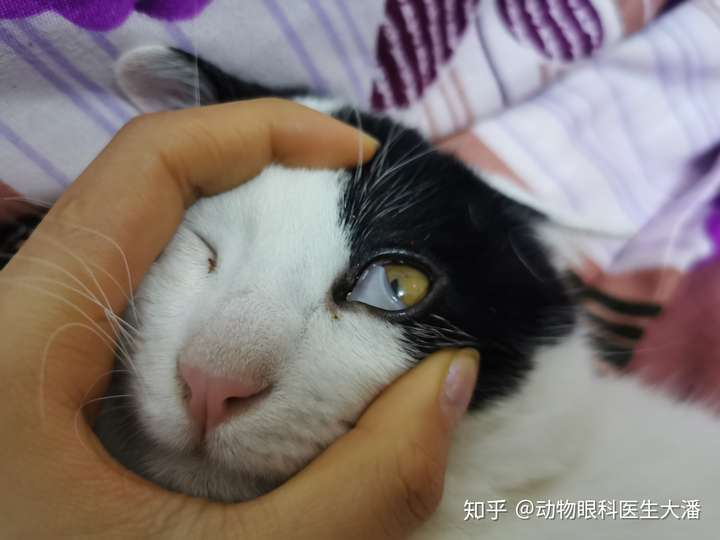 猫咪的眼睛有一层白膜怎么办