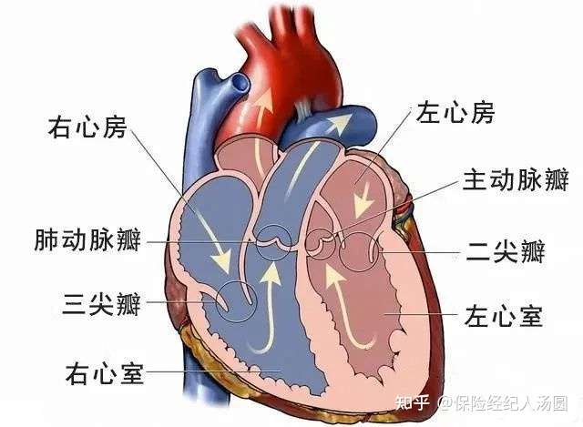 瓣膜相当于门卫,阻止血液回流于刚刚离开的心房(房室瓣)或心室(半月瓣