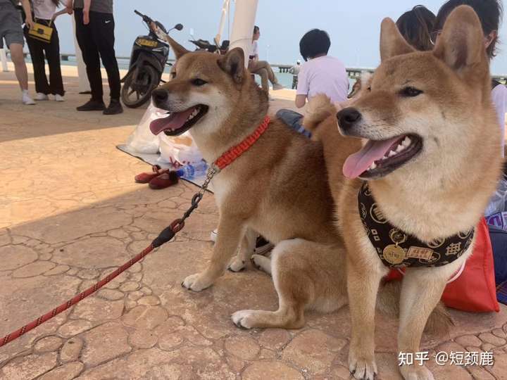 六个月母柴犬每次出门遛的时候看见别的狗狗就激动,是上去舔人家嘴巴