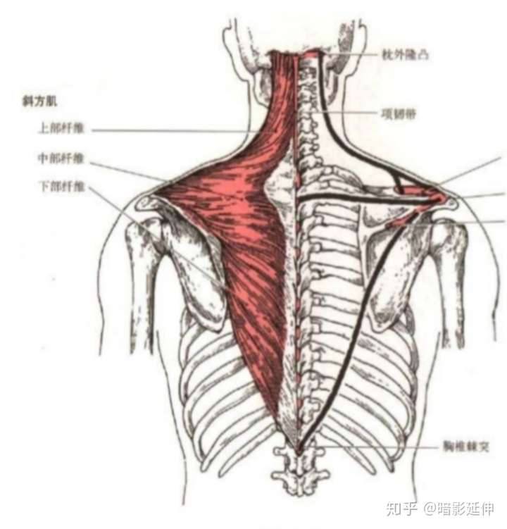 大家,我这个斜方肌应该拉伸还是这样练呀,我想在夏天穿美美的吊带?