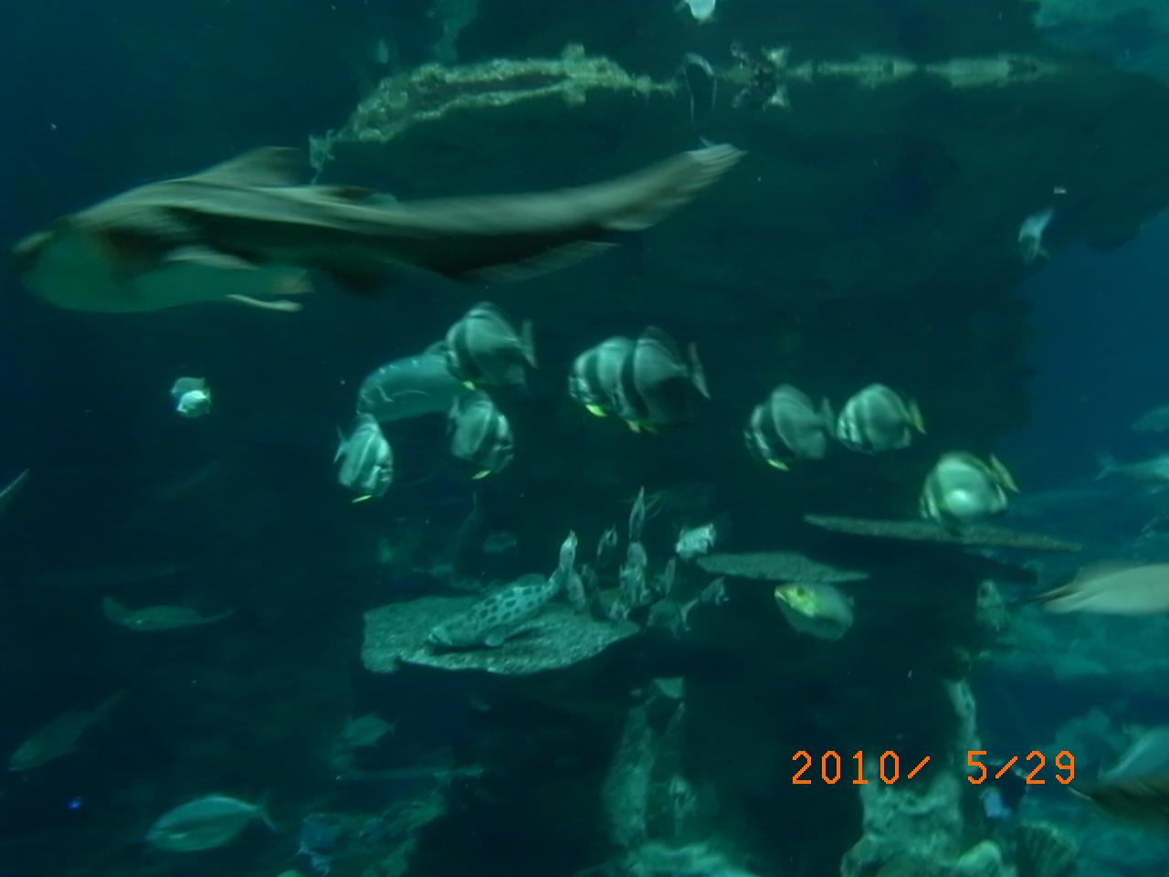 带老人家去香港旅游,计划2-3天,求推荐适合老人