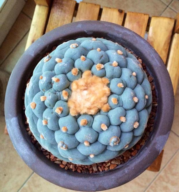 史上最名贵的多肉有哪些? - 知乎用户的回答