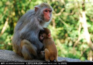 <em>为什么人会长头发</em>? - 生理学 - 知乎