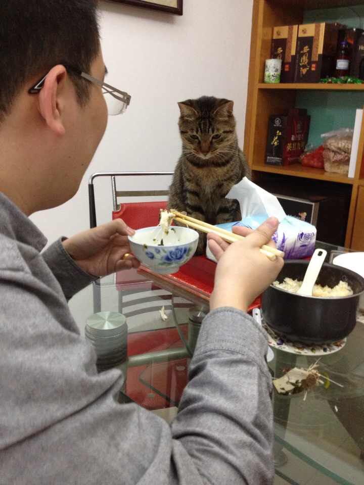 www.shanpow.com_猫的智商是多少。