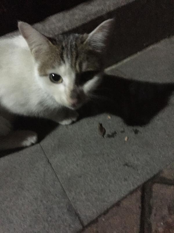 猫去哪里领养 89162f2346ce8cbd853e9c28f23ae0c9_b.jpg