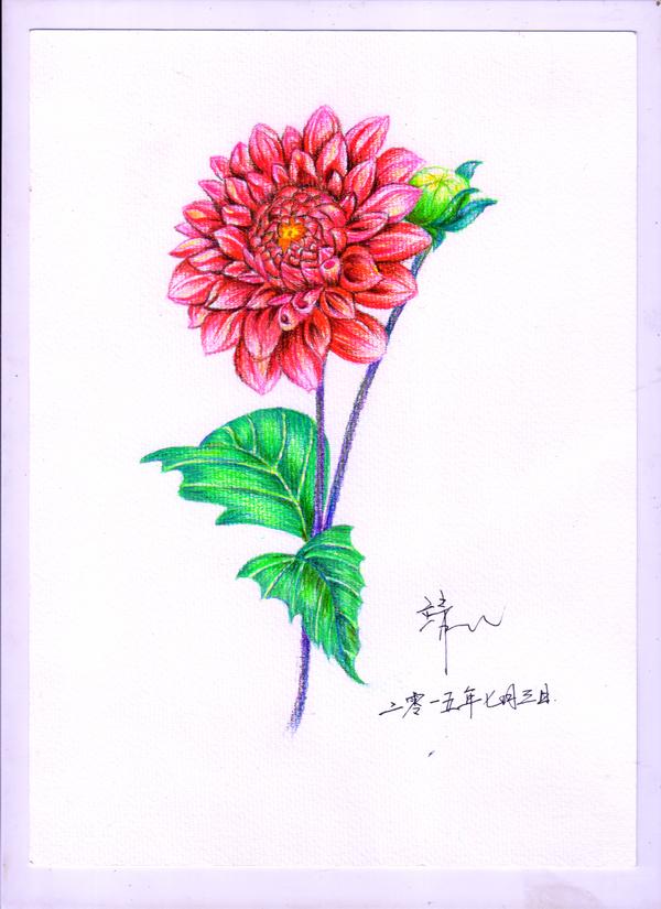 彩铅大丽花