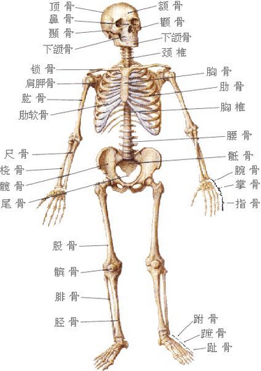 凸起的骨点,关节要记熟.