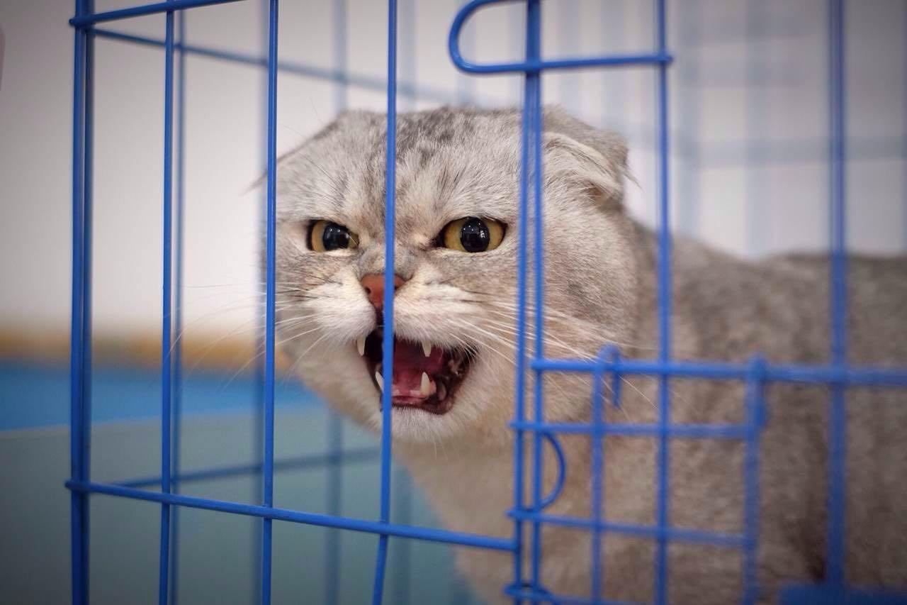 怎么看待网友们喷回忆专用小<em>马甲</em>的折耳猫<em>端午</em>