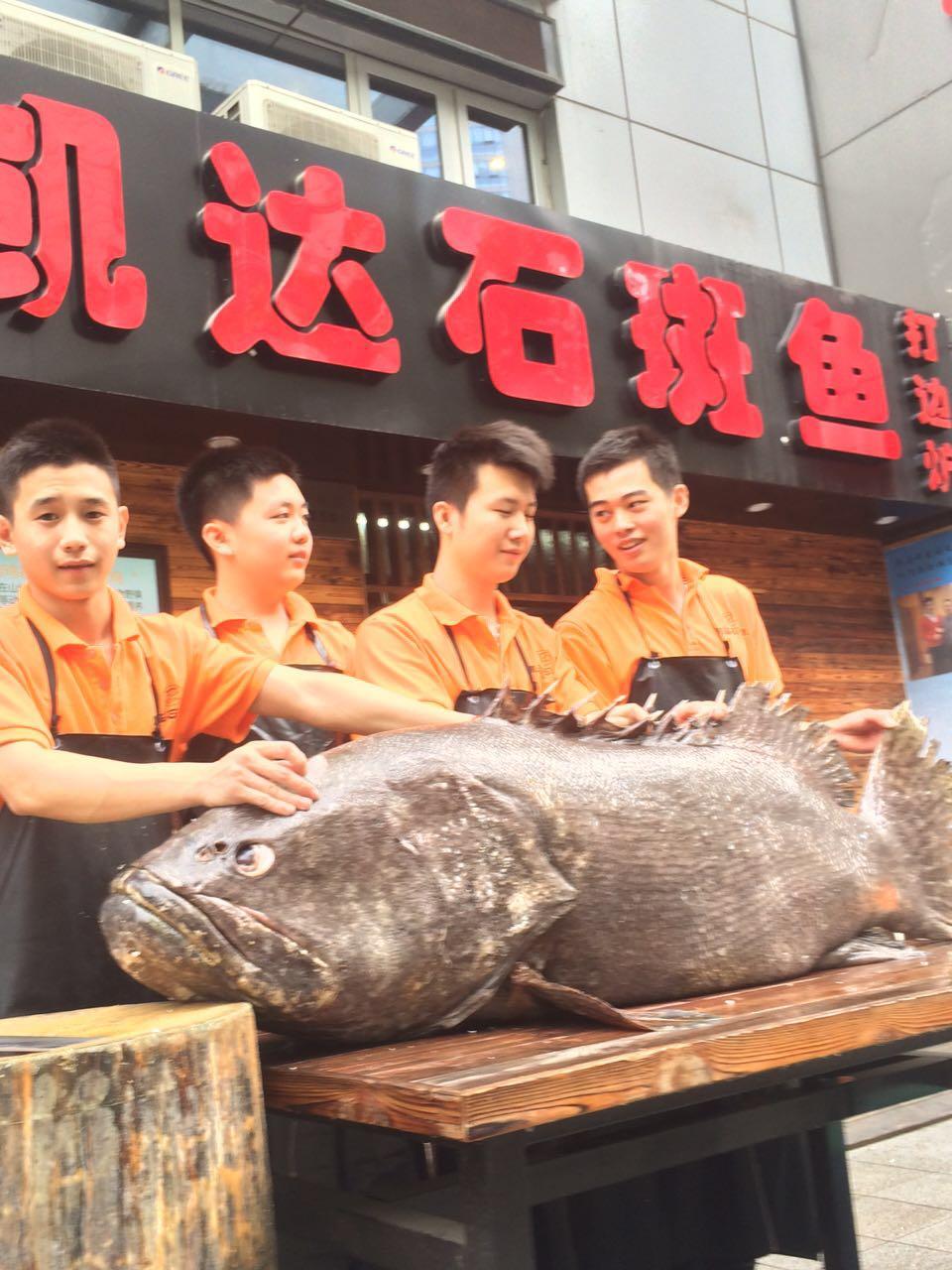 300多斤的大石斑鱼好吃吗?
