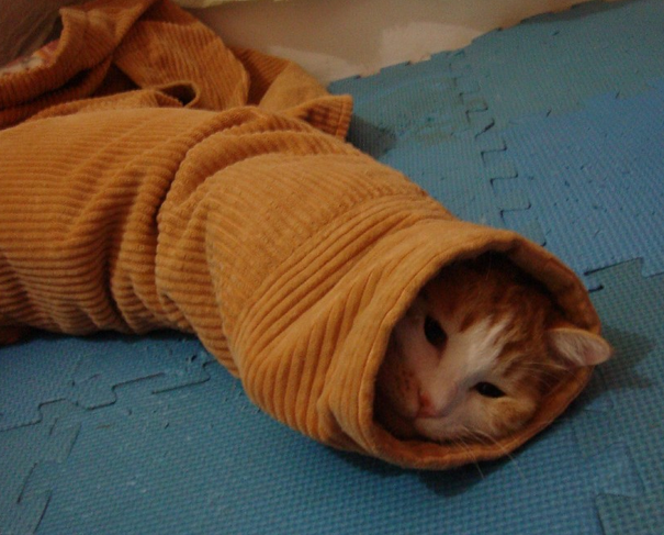 给猫喂药有哪些技巧? - 知乎