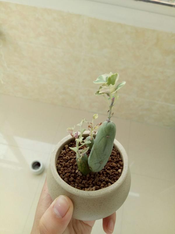 求列举尽量多的球根植物,要求是花朵硕大且绚丽的?