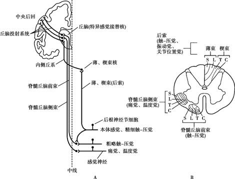 (脑干网状结构是指在脑干内除界限清楚,机能明确的神经细胞核团和神经