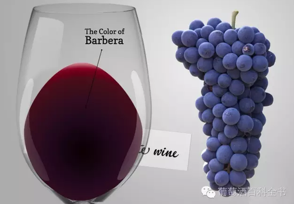 每日葡萄:barbera 巴贝拉