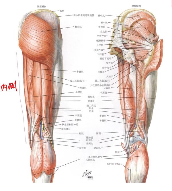 大腿内侧肌肉突出?