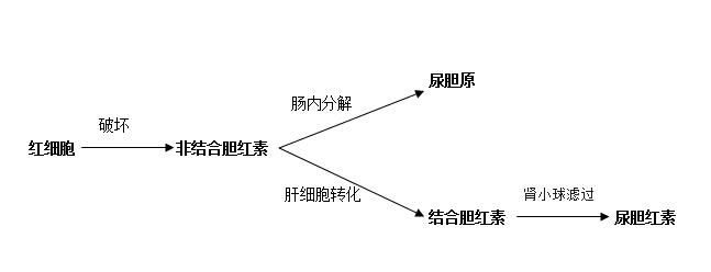 溶血性贫血的时候为什么尿胆原增高而尿胆红素不增高