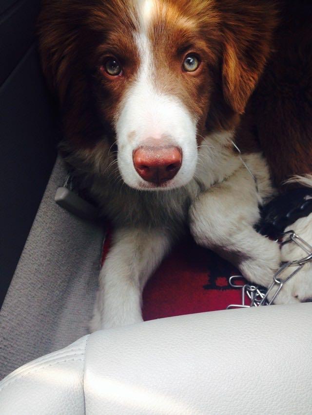 人舔狗,狗是什么感觉? - 一只小黑猫的回答 - 知