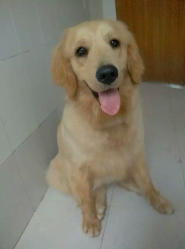 什么狗适合没有安全感的人养? - 翁苗煜秋的回