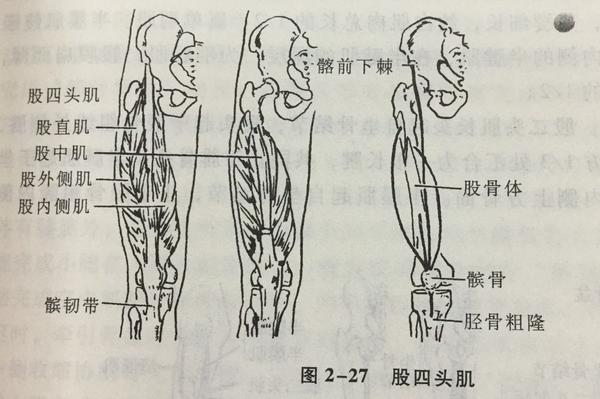 胸大肌,股四头肌,小腿三头肌的起止和作用