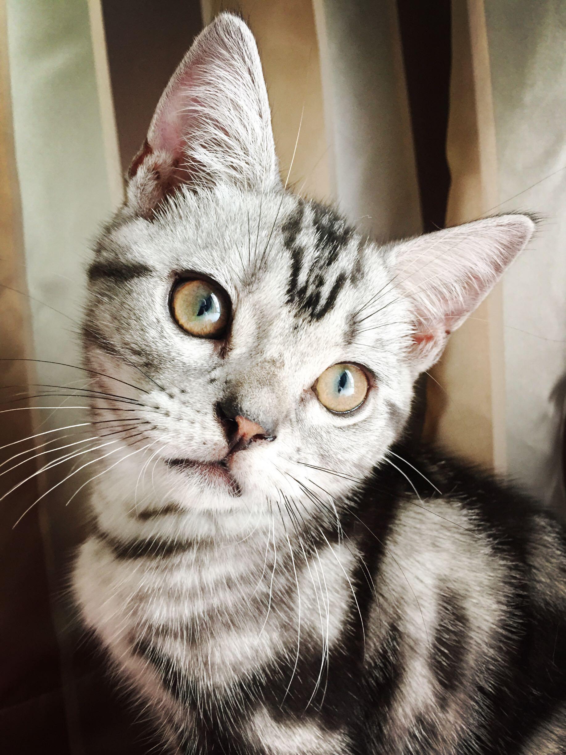 三个月大的小猫总爱咬人抓人,应该怎么教育比