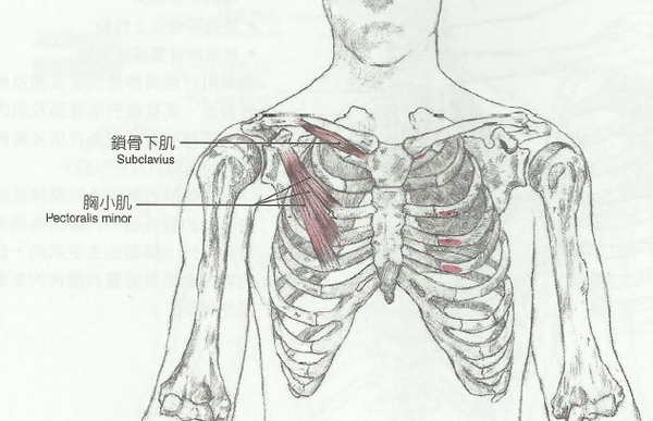 而胸小肌也是直接影响女性乳腺问题的一块肌肉!