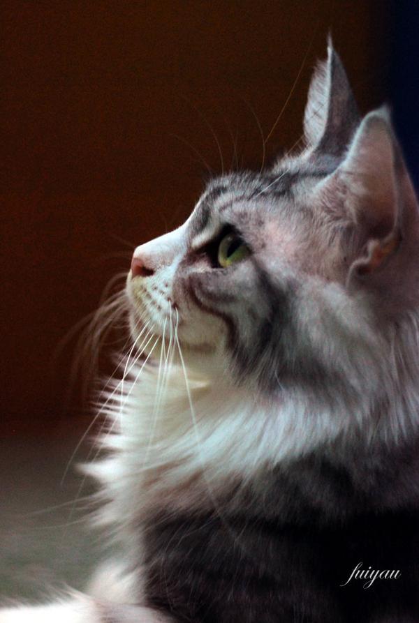 而这是缅因猫的侧面,你可以看看它的耳朵有多高,和额头及下巴的方度.