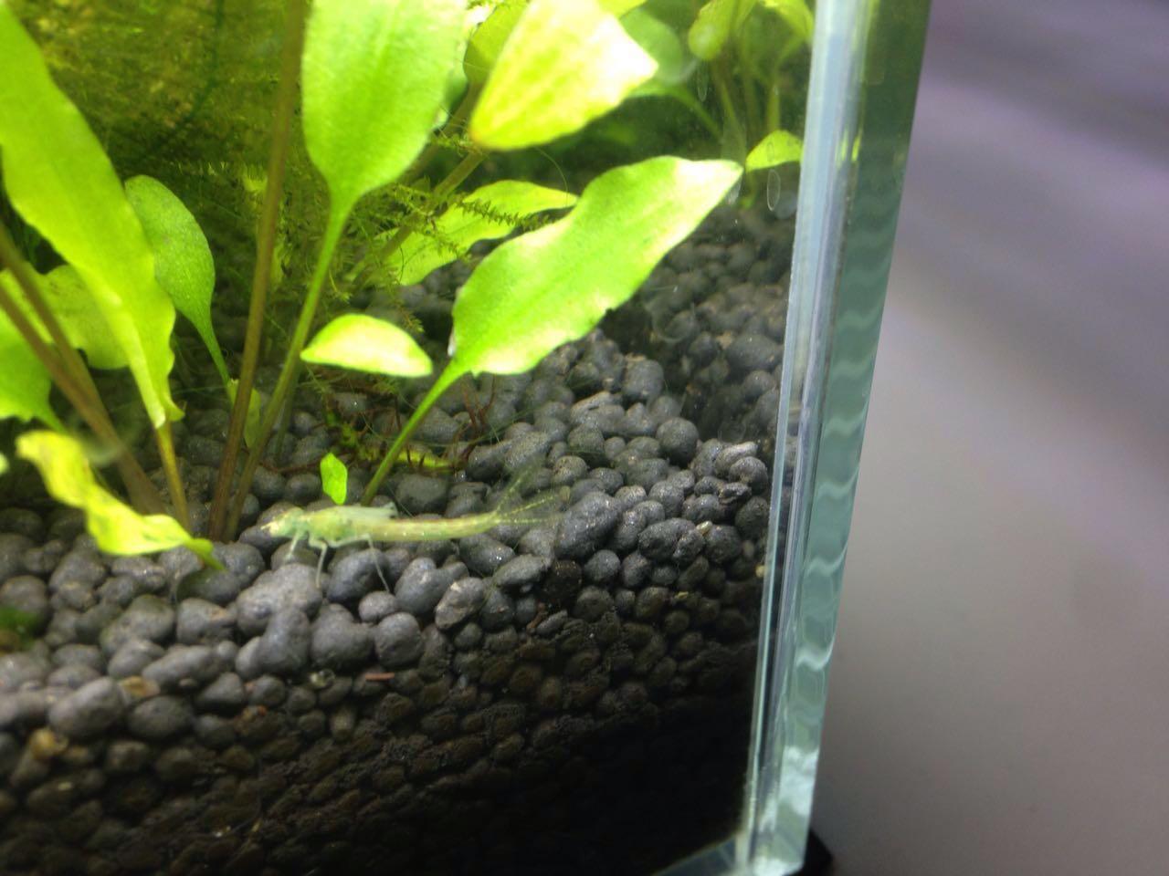 在朋友的生态鱼缸里出现的?怀疑是什么昆虫的