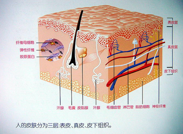 表皮  