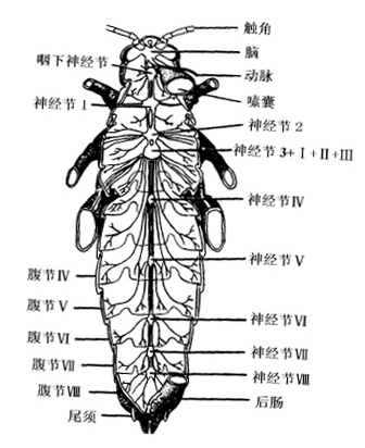 节肢动物的神经系统传承了环节动物的梯状(又称链状)神经结构,但是会