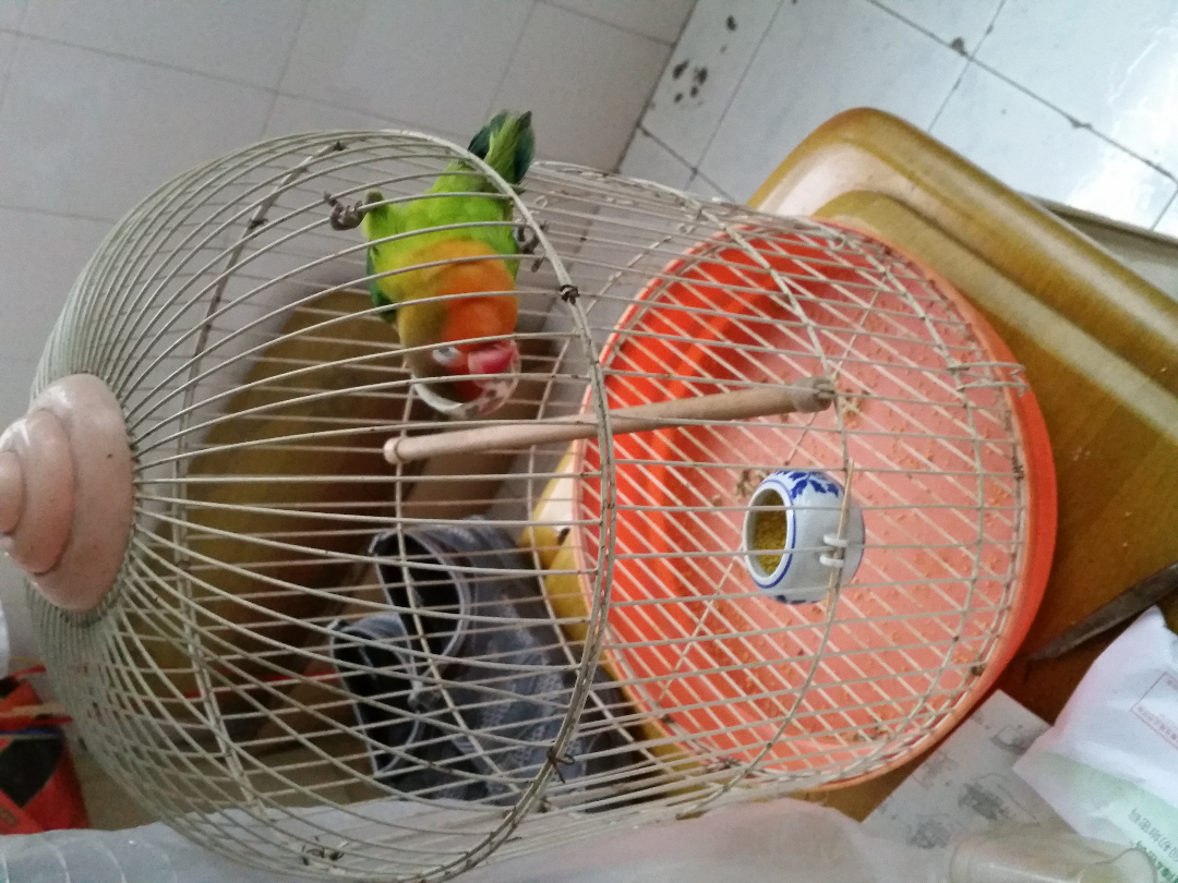 这是什么鸟,会不会学说话? - 宠物 - 知乎