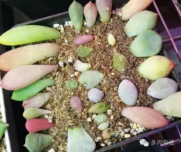 多肉叶插分不清那一面是朝上那一面朝下,还是可以借助发芽的方向判断