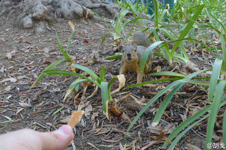 如何徒手抓松鼠? - 张小展的回答 - 知乎