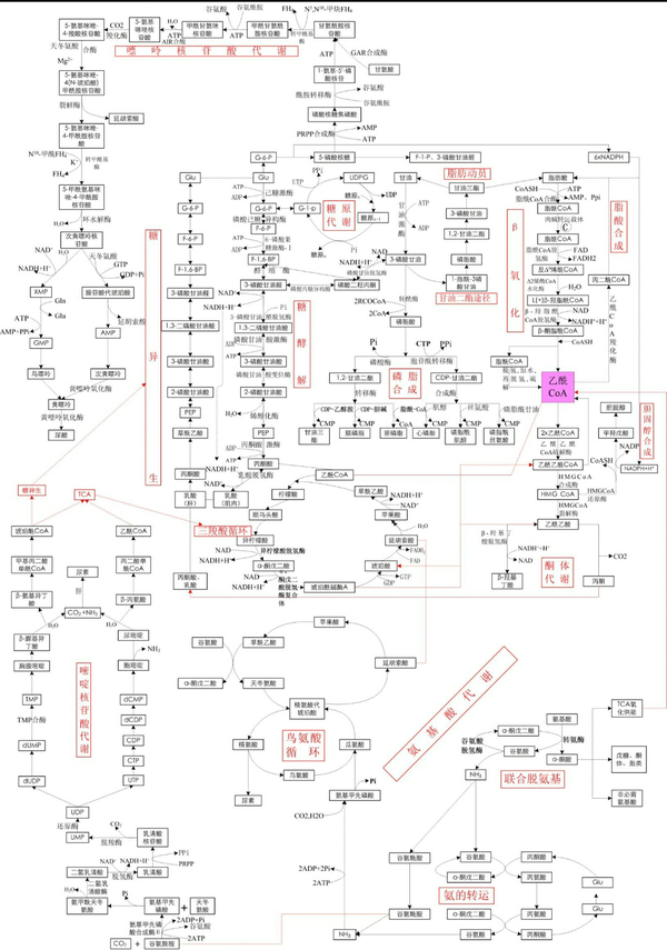 三大营养物质代谢如图.