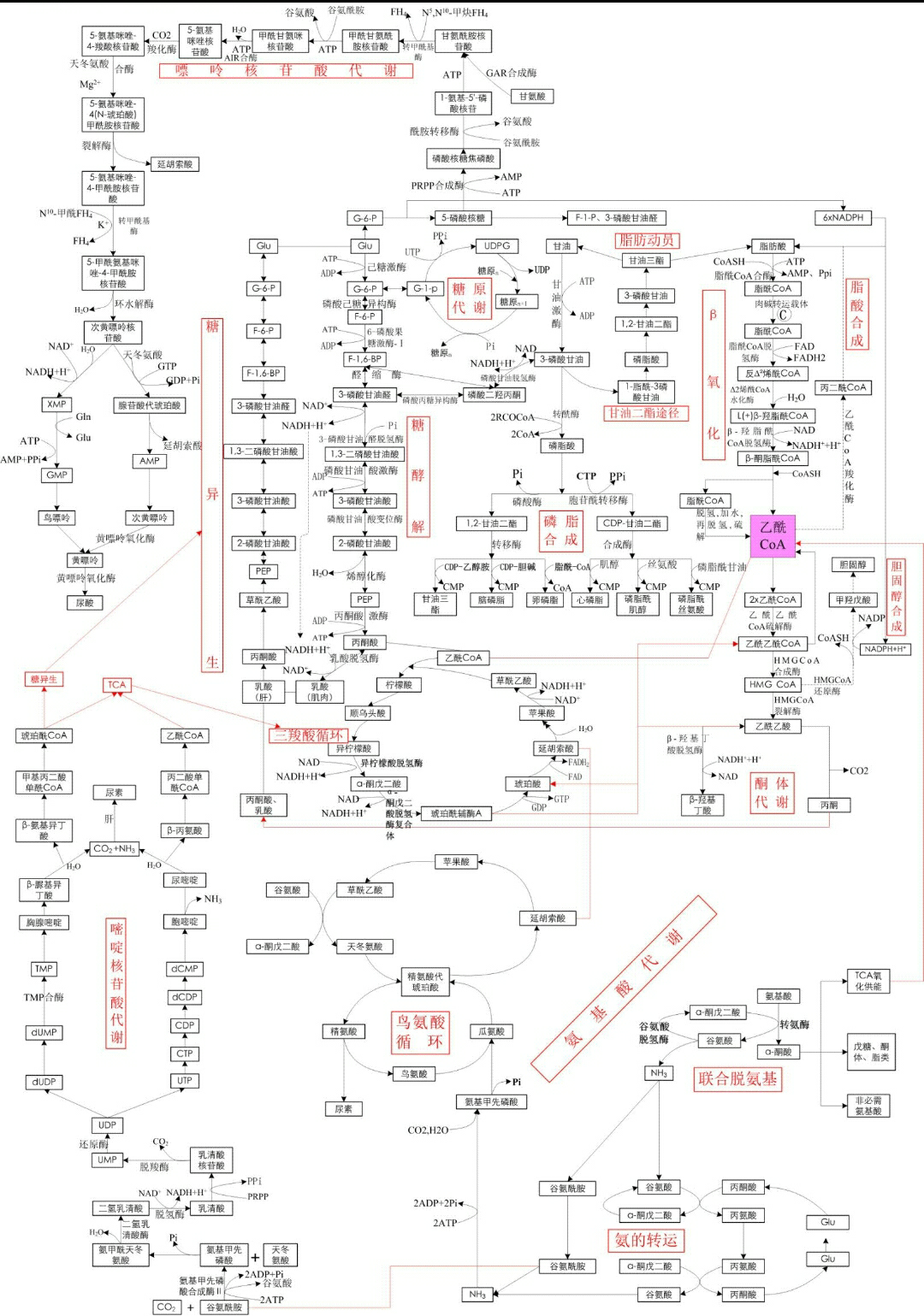 三大营养物质代谢如图.(   )  显示全部