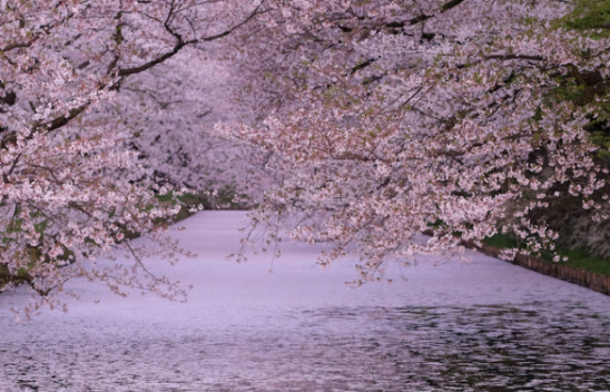 弘前公园漫天飞花 樱花粉染透护城河