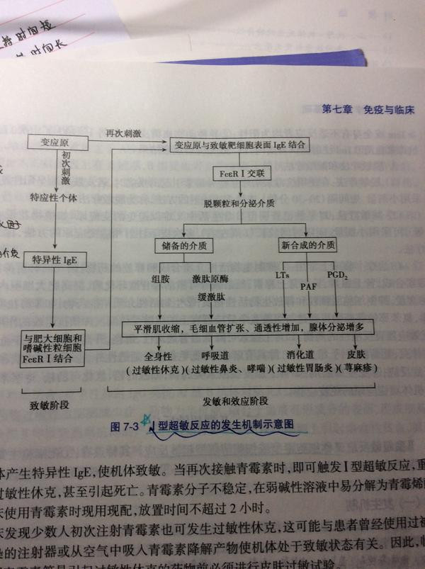 i型超敏反应的反应机制