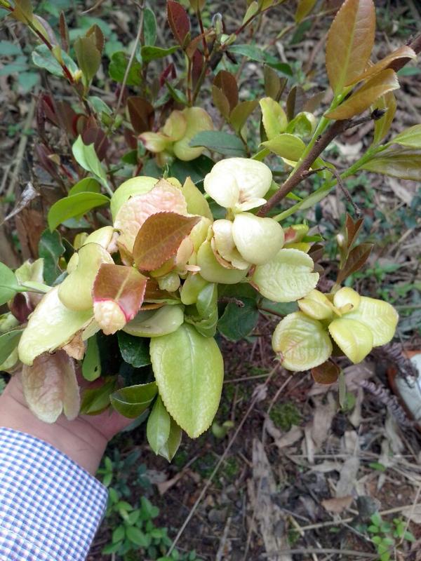 茶苞,和上面的茶片其实一个东西,只是一个长茶(油)树上,一个长茶(叶)