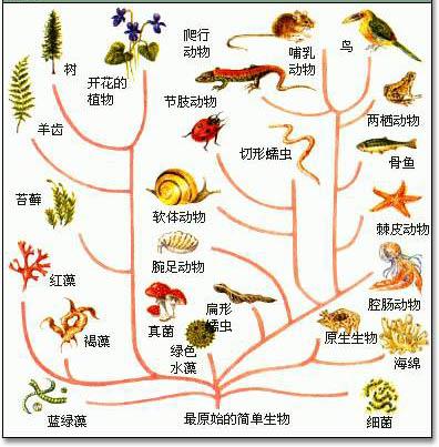 「演化论」和「进化论」哪种提法更准确?为什么?