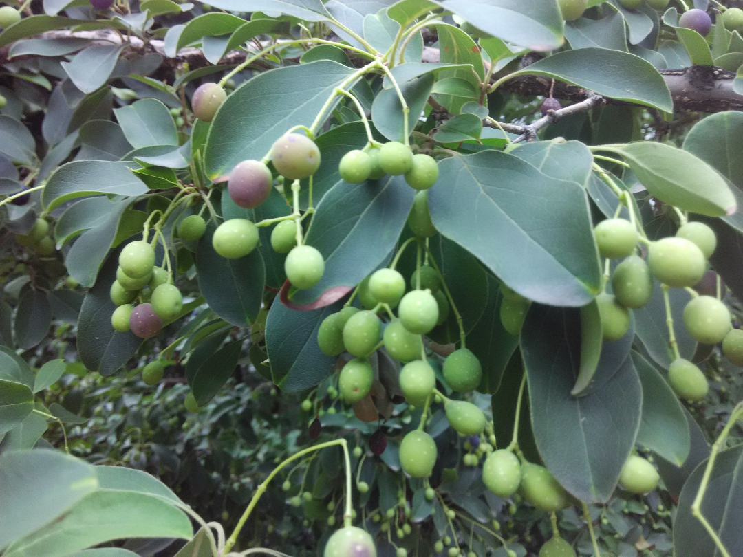 请问这是什么树,这种果子叫什么,可以吃吗?