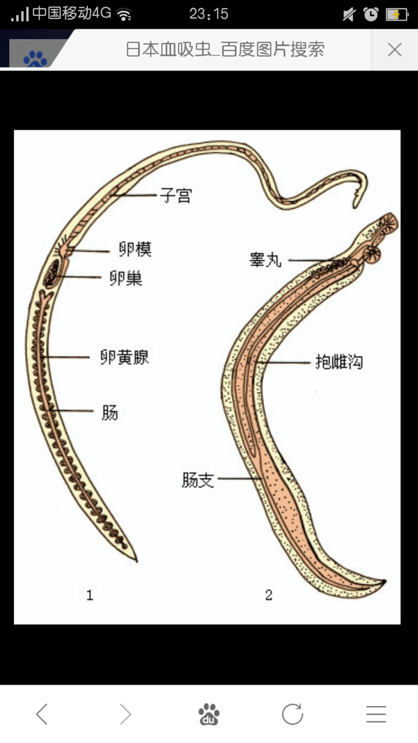 我是觉得日本血吸虫是很会秀恩爱的动物,雄的有一个抱雌沟,正常状态