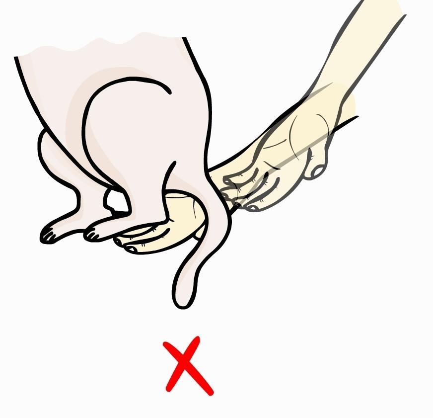 抱起猫的正确姿势是怎样的? - 棱棱的回答